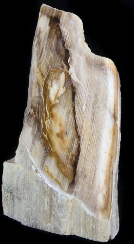 Polished Petrified Wood Section - Oregon #36627